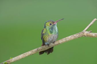 The birdie thong; man arrested at airport with 66 tiny birds in his underwear