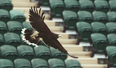 Video: Stella Artois’ Wimbledon advert featuring Rufus the hawk is absolutely brilliant