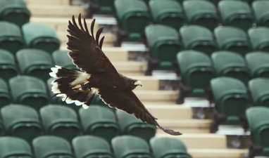 Video: Stella Artois’ Wimbledon advert featuring Rufus the hawk is absolutely brilliant