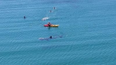 Pics: Incredible photos of people in West Cork swimming right beside a Basking Shark