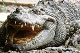 Video: Tourist captures crazy video of man feeding wild alligators… directly from his mouth