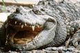 Video: Tourist captures crazy video of man feeding wild alligators… directly from his mouth