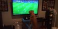 Video: This dog just loves watching the World Cup