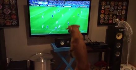 Video: This dog just loves watching the World Cup