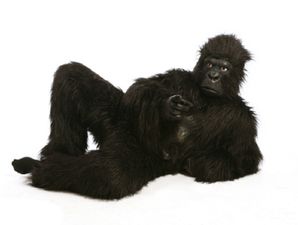 Man in Gorilla costume + Man with tranquiliser gun = Sleepy time