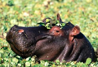 Video: That’s gas! Pet hippopotamus bizarrely found wandering streets of Mexican town