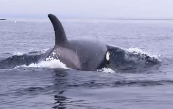 Video: Remarkable footage of two kayakers getting lifted up on the back of a whale