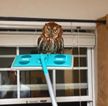 Video: Owl be damned. Man removes the scariest-looking owl ever from his house using a Swiffer