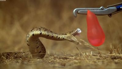 Slow motion video of a snake attacking a water balloon is scary