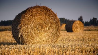 Pic: This field in Laois may have the only teddy bear bale sculpture in the world
