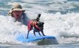 Video: This dog surfing competition is sure to put a smile on your face.