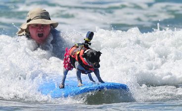 Video: This dog surfing competition is sure to put a smile on your face.