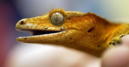 Update: Remember that lost satellite full of Russian geckos having space sex? Well, they’ve found it…