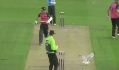 Video: Cricketer denied a six by flying seagull