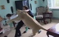 Damn nature, you SCARY: Watch as a ‘domesticated’ lioness attacks reporter