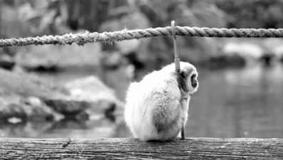 Pic: Can you spare some cash to help this man buy a family monkey?