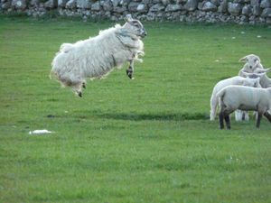 Gallery: The finalists for the Farmer’s Journal summer photo competition are just fantastic