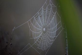 Man in Seattle sets house alight while trying to kill a spider