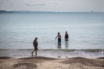 Pic: This huge king snake eel is one big reason to stay out of the ocean… forever