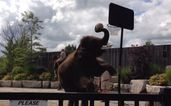 Video: Oh nothing to see here… just an ELEPHANT doing a SLAM DUNK