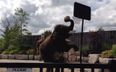 Video: Oh nothing to see here… just an ELEPHANT doing a SLAM DUNK