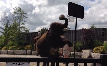 Video: Oh nothing to see here… just an ELEPHANT doing a SLAM DUNK