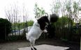 Video: Just a goat expertly heading footballs over and over again