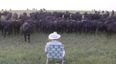 Video: Farmer plays Lorde’s ‘Royals’ on trombone and hilariously gets mobbed by a herd of cows