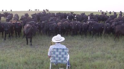 Video: Farmer plays Lorde’s ‘Royals’ on trombone and hilariously gets mobbed by a herd of cows
