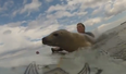 That’s Gas! Sociable seal surprises surfers by sitting on surfboard…