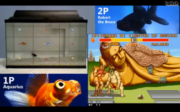 You have to see this live stream of two fish fighting each other on Street Fighter