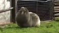Video: That’s why I’m fleecy; world’s wooliest sheep found in Tasmania