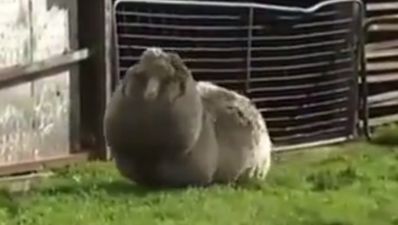 Video: That’s why I’m fleecy; world’s wooliest sheep found in Tasmania