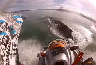 Video: Amazing footage shows the moment a jet ski collided with a massive humpback whale
