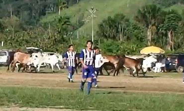 Video: Cup match in Peru comes to a halt as pitch is invaded by a herd of rampaging cows