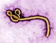 HSE assessing suspected case of Ebola in Donegal