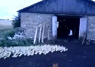 Video: You must see this Russian farmer’s method of assembling his many ducks all at once