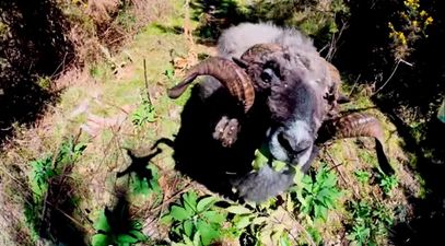 Video: World’s angriest ram destroys a drone camera and then attacks its owner