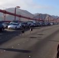 Video: Two deer get lost, end up stopping rush hour traffic on the Golden Gate Bridge