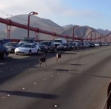 Video: Two deer get lost, end up stopping rush hour traffic on the Golden Gate Bridge