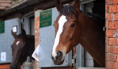 Video: Check out this horse who cannot stop dancing to ‘All About That Bass’