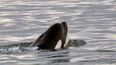 Pics: Seven Killer Whales have been spotted off the coast of Ireland