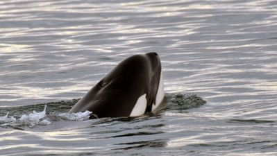 Pics: Seven Killer Whales have been spotted off the coast of Ireland