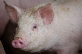 Video: A runaway pig wreaked havoc at the Waterford Harvest Festival over the weekend