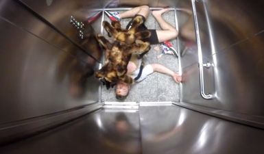 Video: Giant spider prank is really clever and all sorts of terrifying
