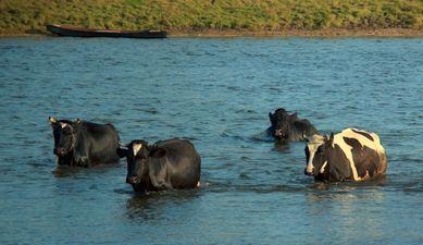 Pic: A cow was rescued by a lifeboat after it fell off a cliff in Dunmore East yesterday