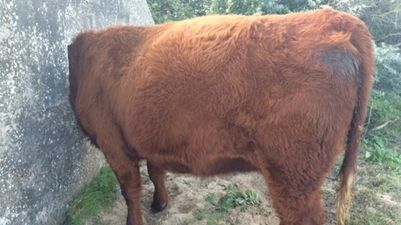 Pics: Pregnant cow has to be rescued after getting her head stuck in a wall