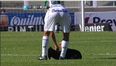 Video: Dog invades the pitch and stops this game in Argentina to have his belly rubbed