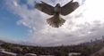 Video: Drone somehow survives this hawk attack in Cambridge, Massachusetts