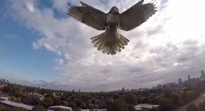 Video: Drone somehow survives this hawk attack in Cambridge, Massachusetts